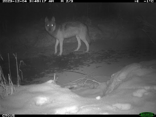 A Wolf standing on frozen creek at night staring into camera